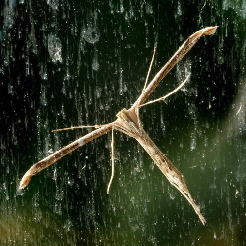 Emmelina monodactyla
